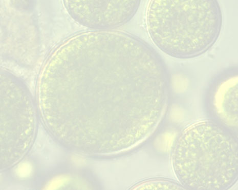 TETRASELMIS (MICROALGA MARINA), ALGIKEY