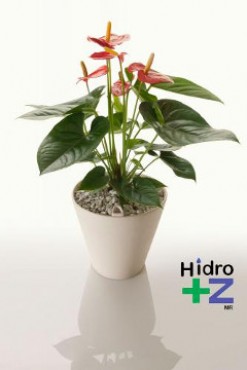 Maceta de cerámica redonda de 25 cms