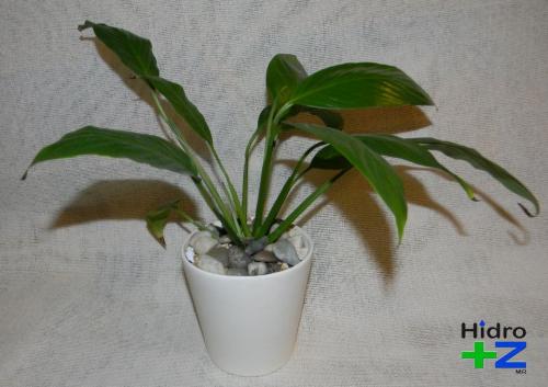 Maceta de Ceramica mediana