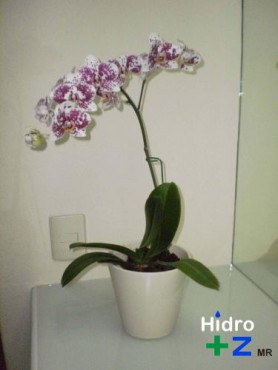 Maceta de cerámica redonda de 15cm